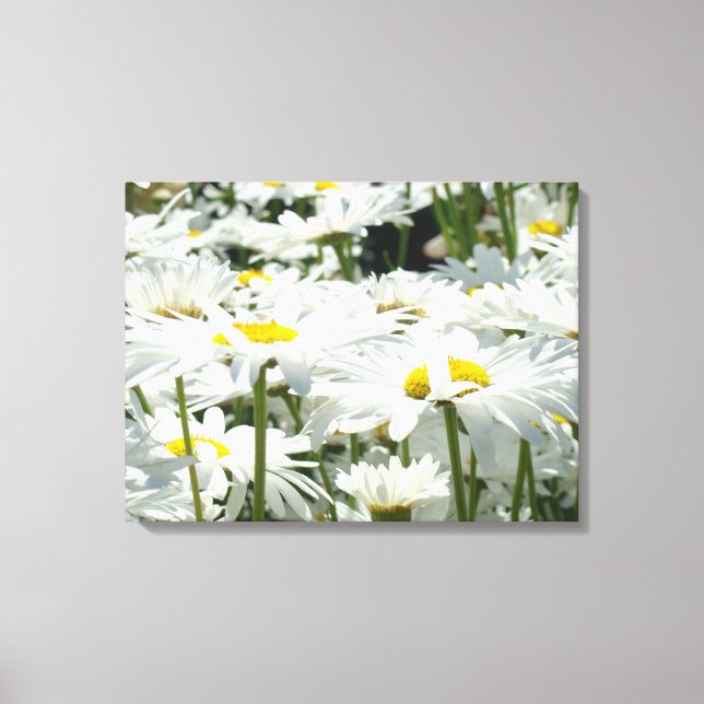 Daisy Flowers Decorative art Canvas Photography Print (Front)