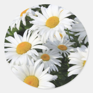 Daisy Flowers Growing White Classic Round Sticker