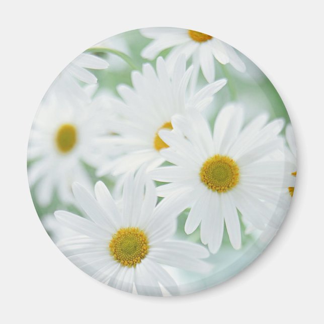 Daisy flowers magnet (Front)