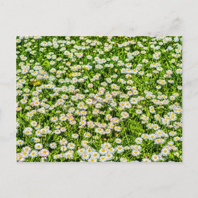 Daisy flowers postcard (Front)