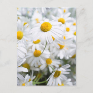 Daisy flowers postcard