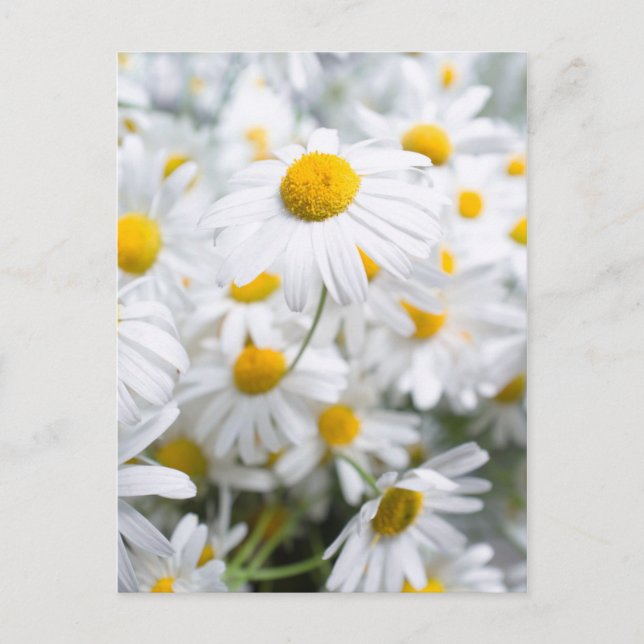 Daisy flowers postcard (Front)