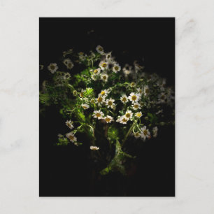 Daisy,  Flowers Postcard