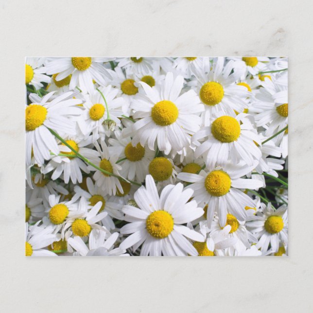 Daisy flowers postcard (Front)
