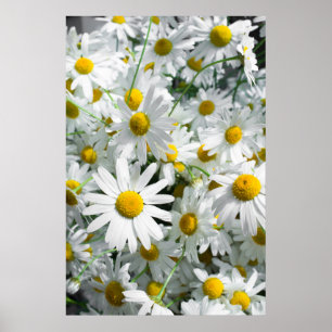 Daisy flowers poster