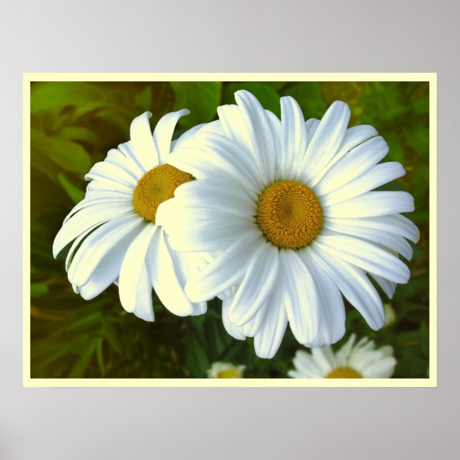 Daisy Flowers Print Classic Daisies Poster Print (Front)