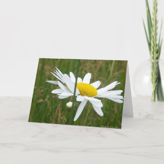 Daisy -  Folded Blank Greeting Card