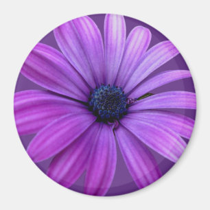 Daisy Fridge Magnet Blue Flower Daisy Gifts