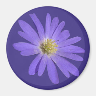 Daisy Fridge Magnet Blue Flower Daisy Gifts