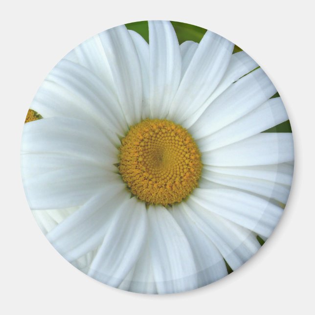 Daisy Fridge Magnet Cheerful Flower Daisy Gifts (Front)