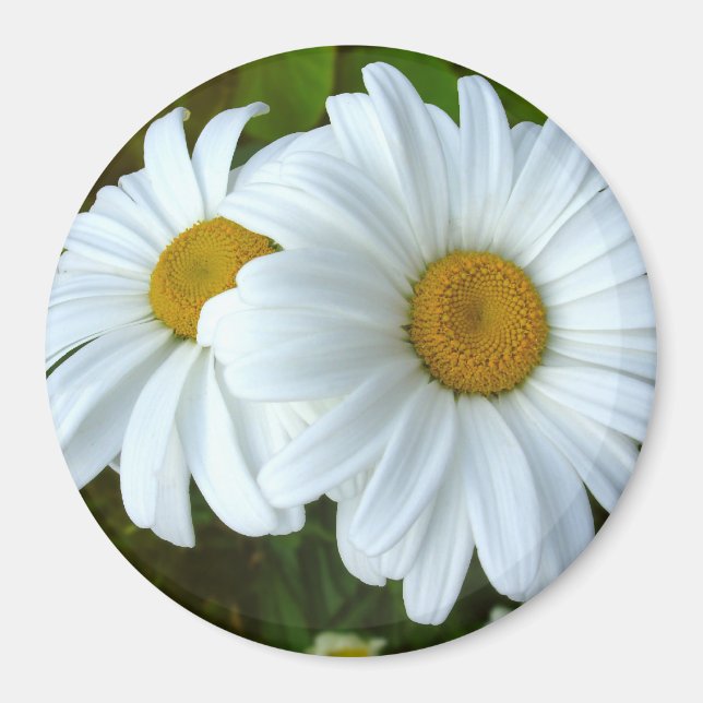 Daisy Fridge Magnet Cheerful Flower Daisy Gifts (Front)