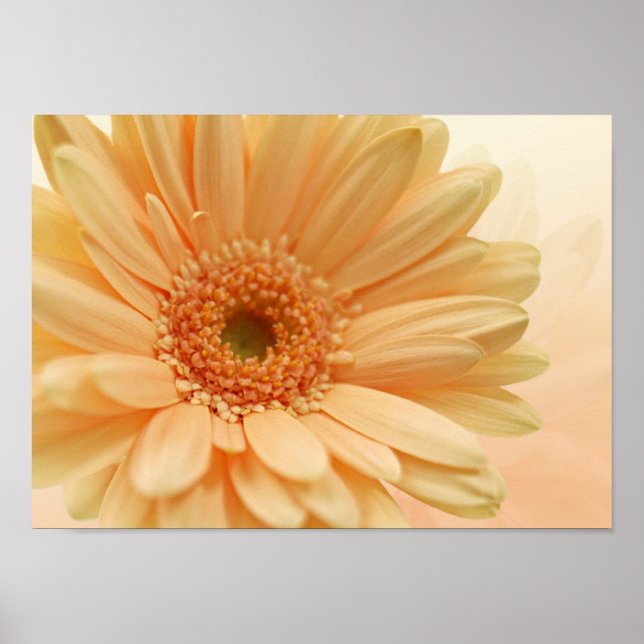 Daisy-gerbera soft peach color. Print (Front)