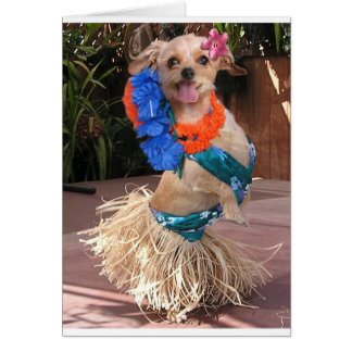 Daisy II - Hula Daisy