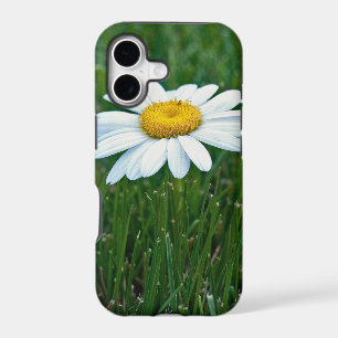 Daisy in grass