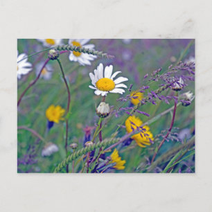 daisy in the field postcard