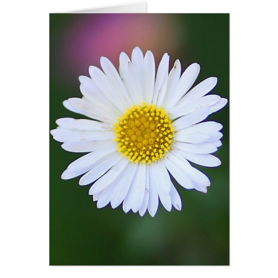 Daisy in the Garden Card