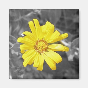 Daisy in Yellow, Black and White Magnet