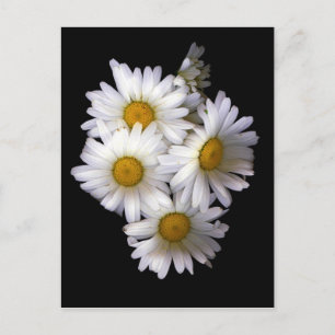 Daisy IV Postcard