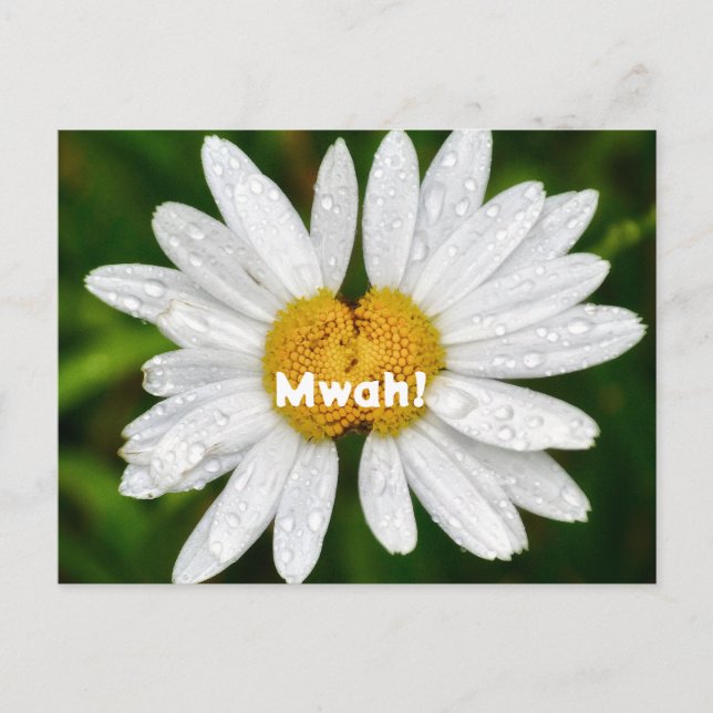 Daisy Kisses Birthday Valentine Love Greeting  Postcard (Front)