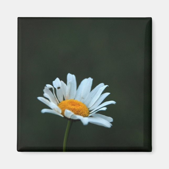 Daisy Magnet (Front)