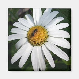 Daisy Magnet