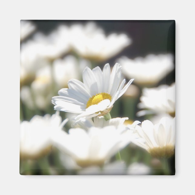 Daisy Magnet (Front)