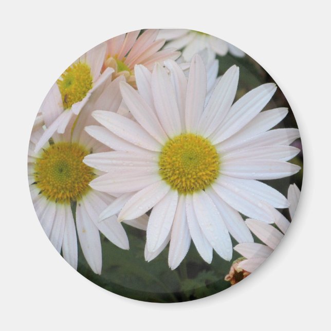 Daisy Magnet (Front)