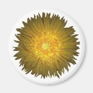 Daisy Magnet