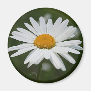 Daisy Magnet