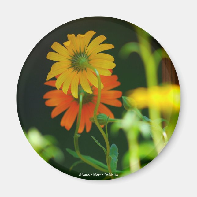 Daisy-Magnet Magnet (Front)