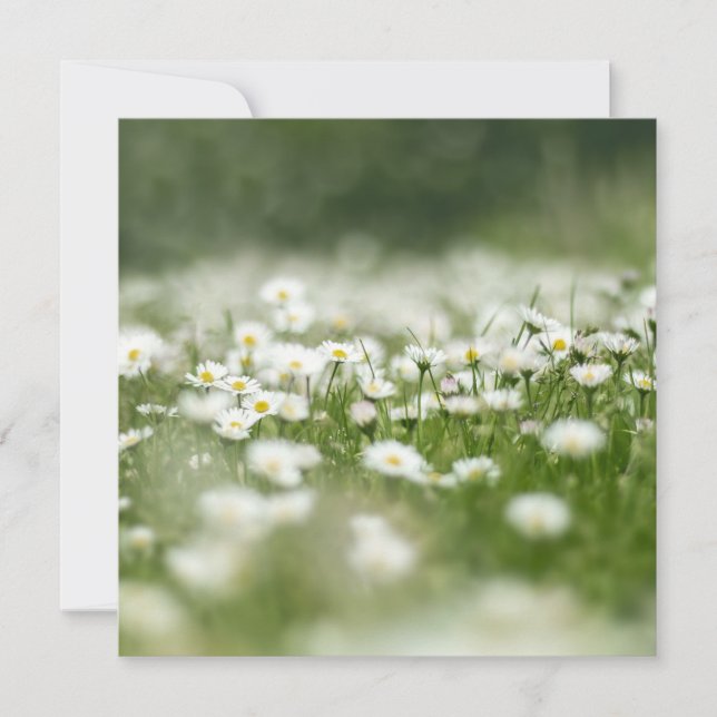 Daisy Meadow Card (Front)