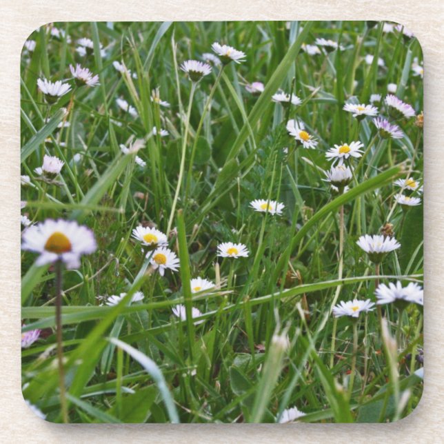 Daisy Meadow Coaster (Front)