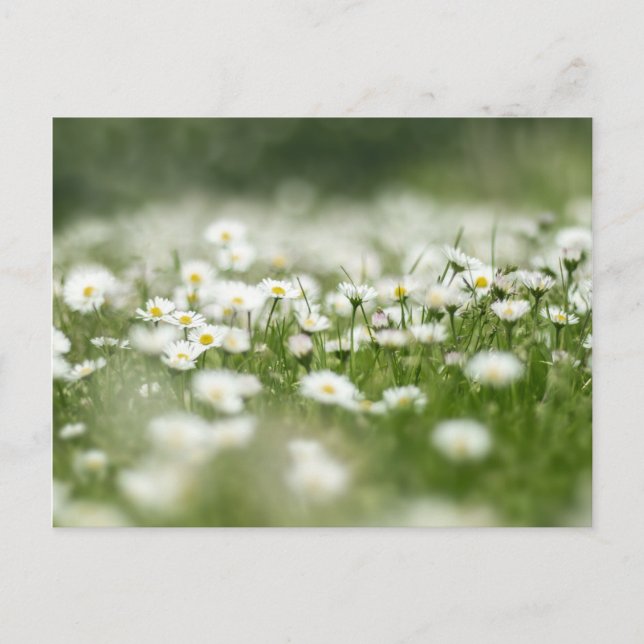 Daisy Meadow Postcard (Front)
