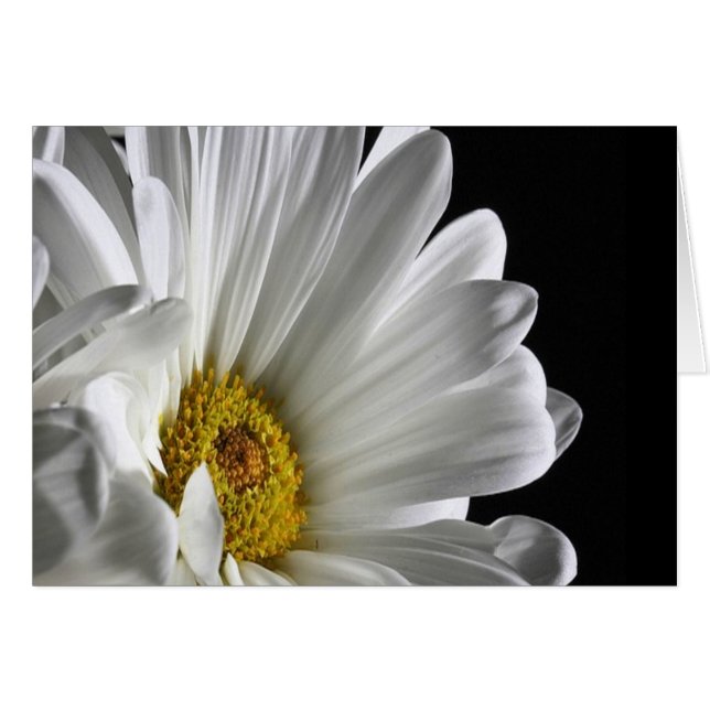 Daisy On Black Background (Front Horizontal)