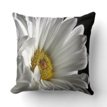 Daisy On Black Background