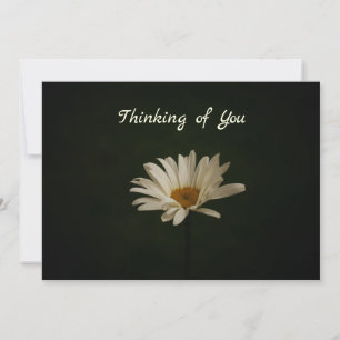 Daisy on Dark Background Photo Blank  Card
