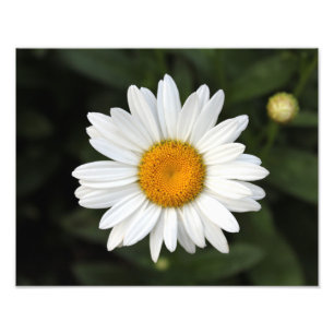 Daisy Photo