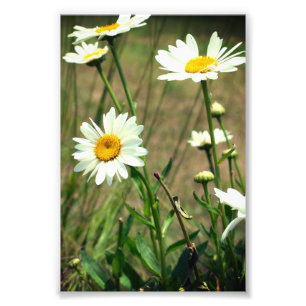 Daisy  photo print