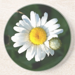 Daisy Photo Sandstone Drink Coaster