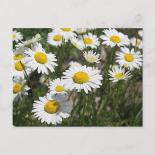 Daisy postcard