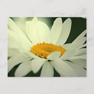 Daisy Postcard
