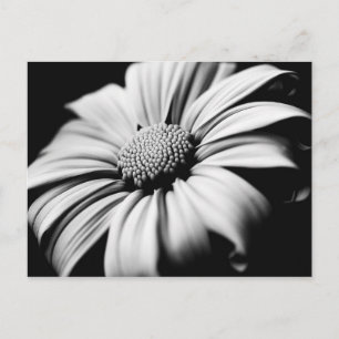Daisy Postcard