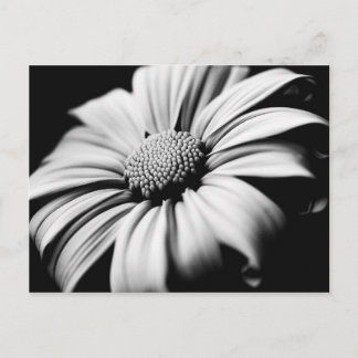 Daisy Postcard