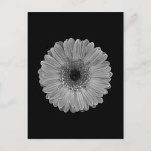 Daisy Postcard