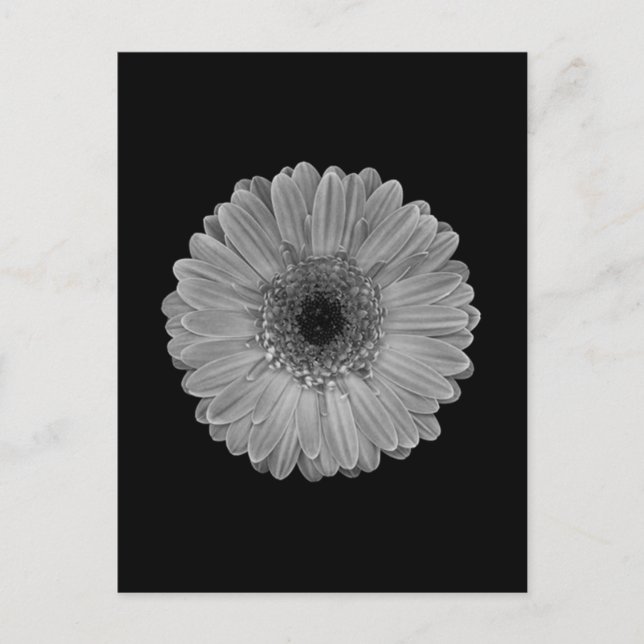 Daisy Postcard (Front)