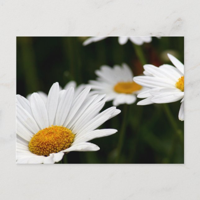 Daisy Postcard (Front)