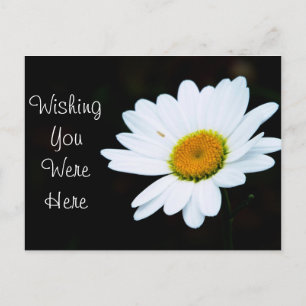 Daisy Postcard -Customise It