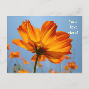 Daisy Postcards Orange Daisies Flowers post cards