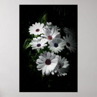 Daisy poster