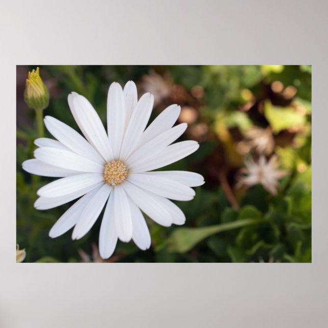 Daisy Poster (Front)